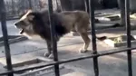 Garda Națională de Mediu a descoperit primul exemplar de LIGRU din România într-o grădină zoologică improvizată din Suceava