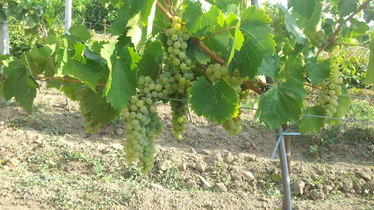 Vinul românesc și schimbările climatice