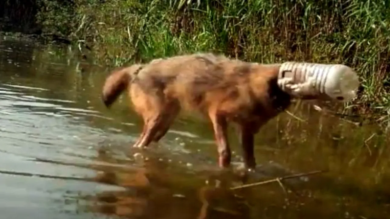 Revoltător! Un șacal a rămas cu capul blocat într-un bidon de plastic (VIDEO)