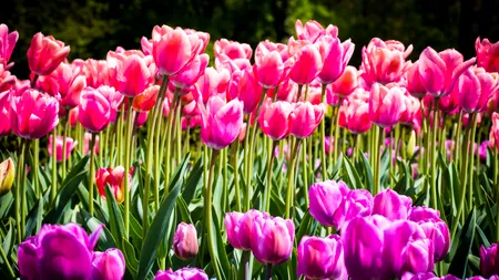 Ce se întâmplă dacă rupi flori de pe domeniul public. Ce arată legea