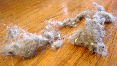 Praful din locuință conține substanțe toxice. La ce pericol ne expunem zi de zi