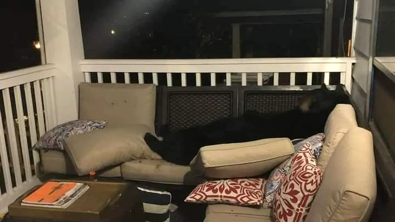 FOTO | Imaginea devenită virală. Ce a putut să găsească o femeie pe terasa ei. A înlemnit!