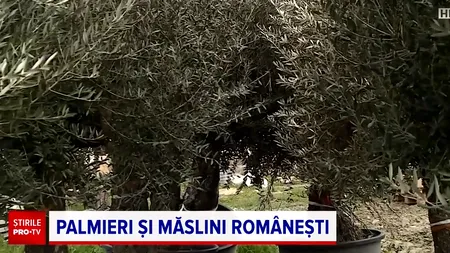 Plantele exotice, tot mai prezente în orașele noastre. Autoritățile au început să planteze măslini, palmieri și leandri