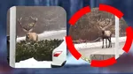 Un exemplar de cerb a dat o raită printr-o parcare din Argeş, apoi a fugit în pădure
