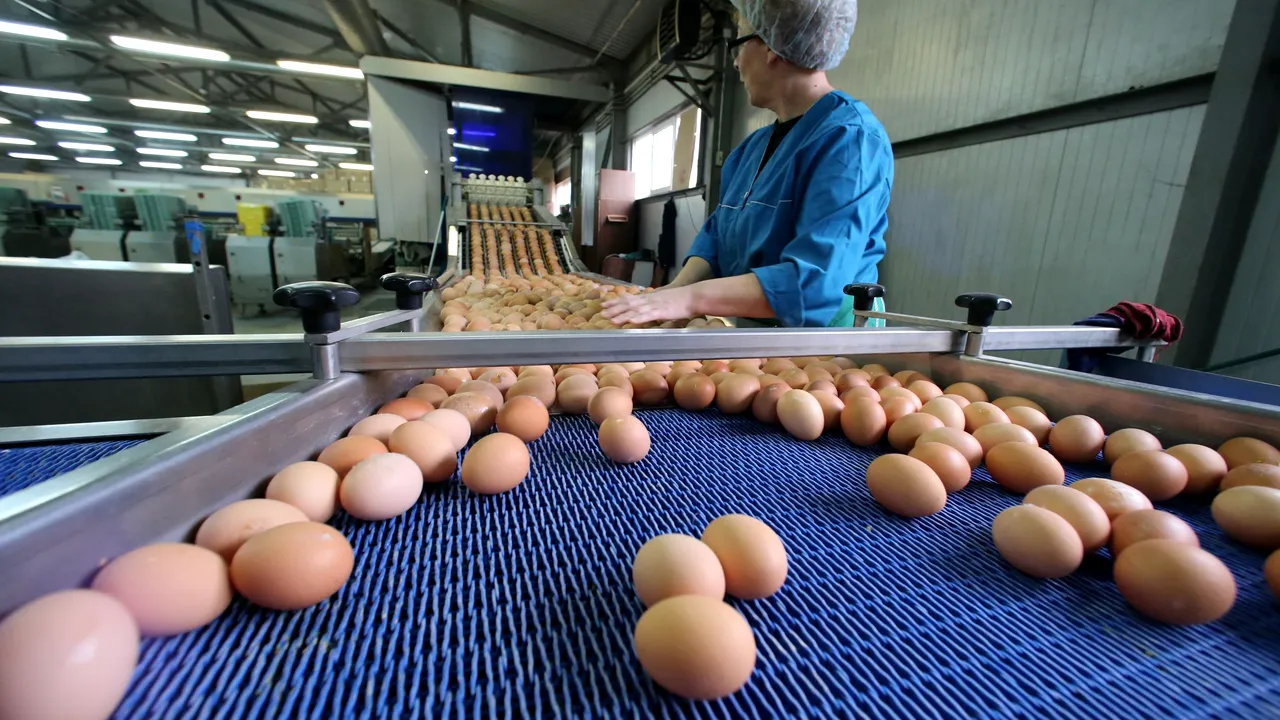 ALERTĂ alimentară. Peste 4 milioane de OUĂ CONTAMINATE cu Fipronil, găsite la o fermă din Teleorman
