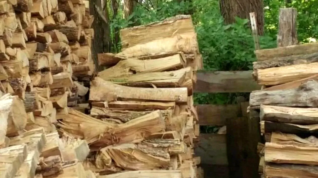 Iluzie optică aproape imposibilă | Găsiți pisica ascunsă în această poză! Doar 1 dintre 100 de oameni o văd