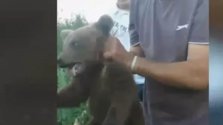 Bărbați căutați de polițiști din Brașov, după ce au chinuit un pui de urs - VIDEO