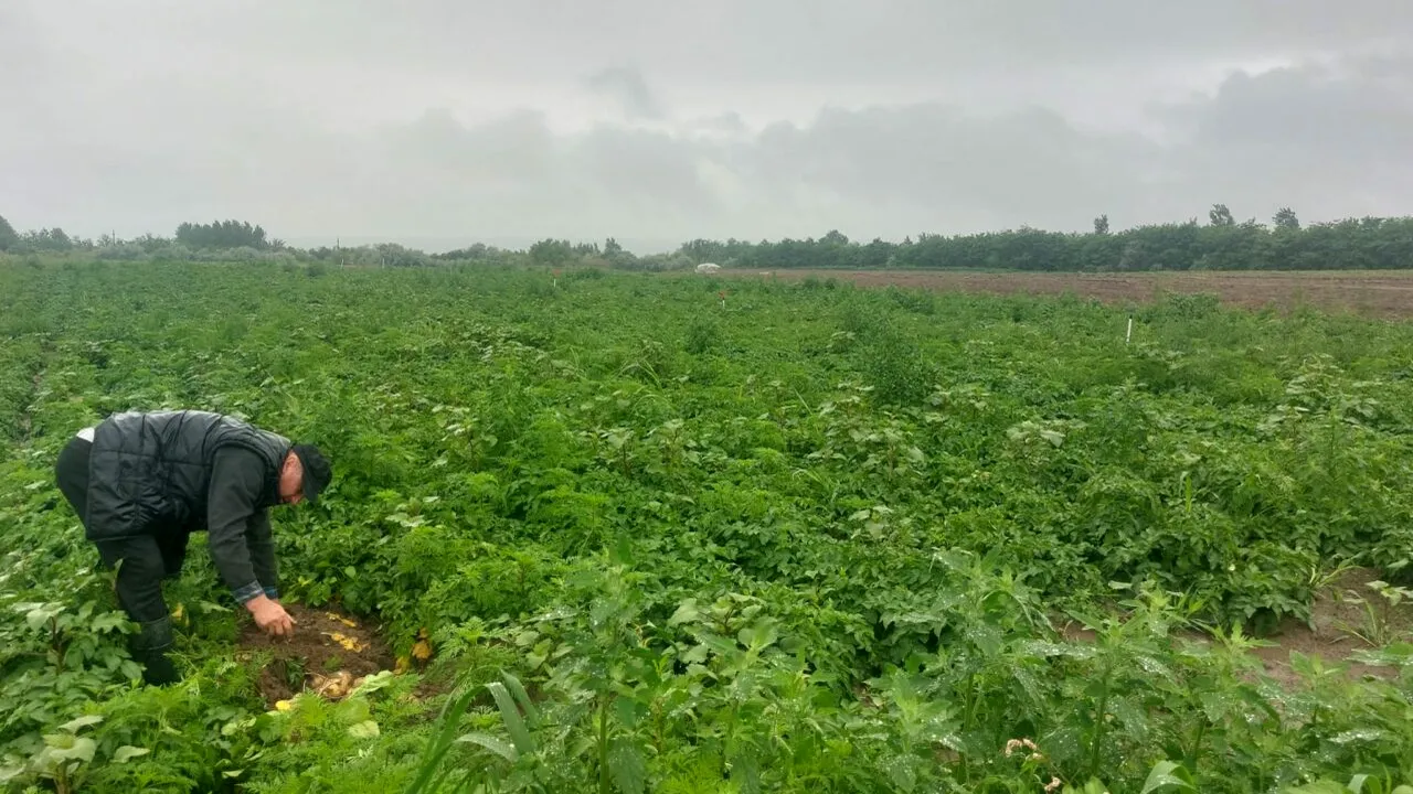 LOVITURĂ pentru agricultorii din Dolj. Tone de cartofi, abandonate pe câmp: 