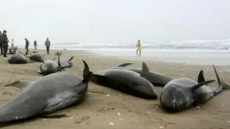 Îngrijorător: sute de delfini au eșuat pe o plajă din Japonia. Fenomenul se repetă înaintea unor mari cutremure