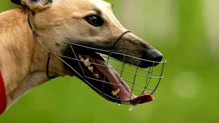 Descoperire șocantă în Australia. Ce se întâmplă cu majoritatea ogarilor care nu sunt competitivi în cursele de câini