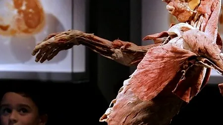 Corpul uman dă frisoane corpului profesoral din România, după ce ministrul Educației a spus că nu și-ar lăsa copiii să vadă expoziția THE HUMAN BODY