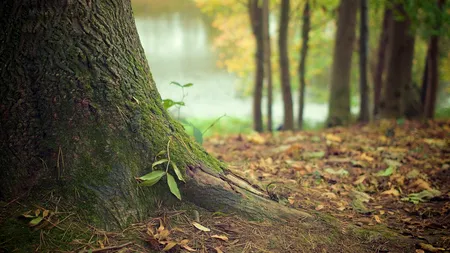 Un copil cu dizabilități din Bacău a fost băgat în portbagaj,  dezbrăcat și abandonat în pădure