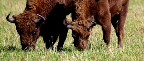 Mai mulți bizoni dintr-o fermă din Salonta, găsiți morți. Cauza probabilă: otrăvire cu un insecticid interzis în UE