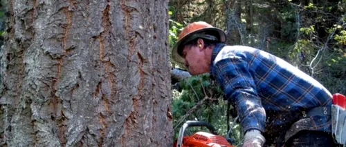SISTEM DE MONITORIZARE. Ministerul Mediului, Apelor și Pădurilor: Exploatările ilegale de lemne, depistate prin GPS