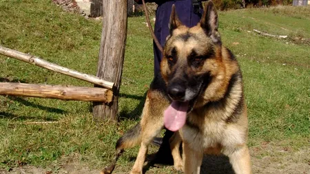 Peste 20 de jandarmi din Timișoara s-au alăturat echipelor care o caută pe adolescenta dispărută. Eleva de 14 ani a plecat dintr-o tabără organizată de o parohie