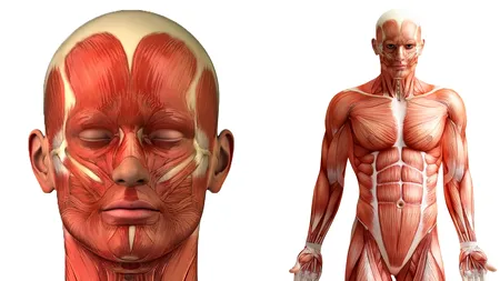 Ce se întâmplă cu corpul uman la fiecare 7 ani