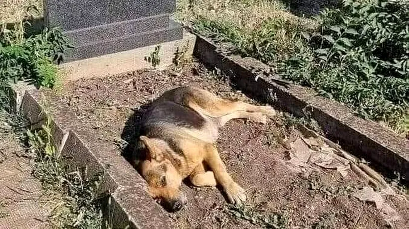 Dragoste dincolo de MOARTE. Un câine se duce la mormântul stăpânilor săi în fiecare zi: „Greu de explicat, greu de înțeles..”