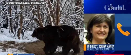 GÂNDUL LIVE. Cazul tragic al ursoaicei Ina / Sorina Hanea, activist pentru Protecția Animalelor: „E foarte simplu să dai un răspuns afirmativ cu un singur clic și apoi să nu se întâmple nimic...”