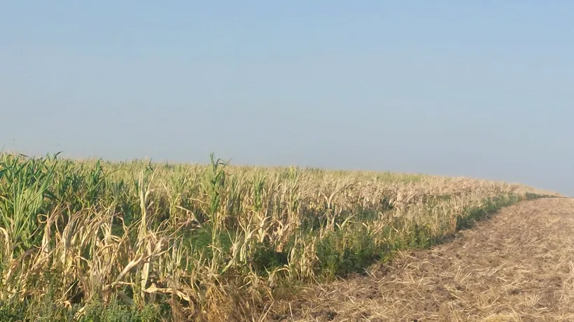 Situație CRITICĂ în județul Olt! Culturile de porumb, topite din cauza caniculei şi a secetei. Fermierii sunt disperați: Ne-a terminat de tot