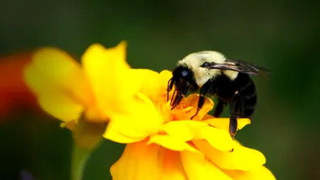 Studiu: câmpurile electromagnetice generate de liniile de înaltă tensiune afectează abilitatea albinelor de a învăța și le fac mai agresive