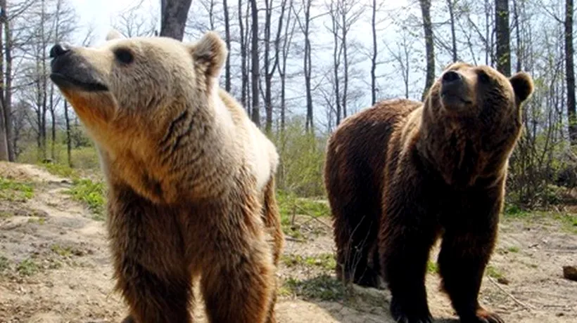 Doi pui de urs au fost văzuți pe străzile din Sibiu. Nimeni nu știe de unde au apărut - UPDATE