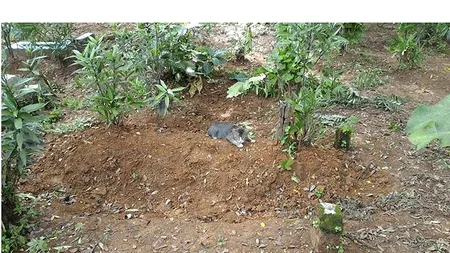 Motanul care nu a vrut să accepte moartea stăpânului său. Locul unde se întoarce în fiecare zi