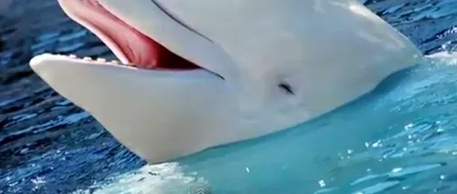Balena care a învățat să vorbească la fel ca oamenii. VIDEO