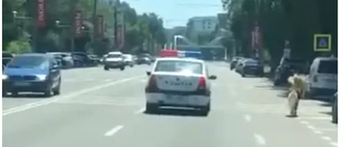 Un ponei care distra turiștii pe plajă a fost urmărit de poliție în stațiunea Mamaia - VIDEO