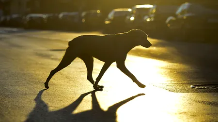 Cum au rezolvat Europa și SUA problema câinilor maidanezi. Vestul a optat pentru eutanasiere, Estul mizează pe sterilizare și adăposturi