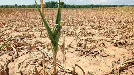 ROMÂNIA lovită de SECETĂ. 