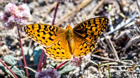 Floarea din deșert care ar putea salva civilizația de la COLAPSUL din anul 2050. Mică și rezistentă, a fost ignorată de oamenii de știință până acum