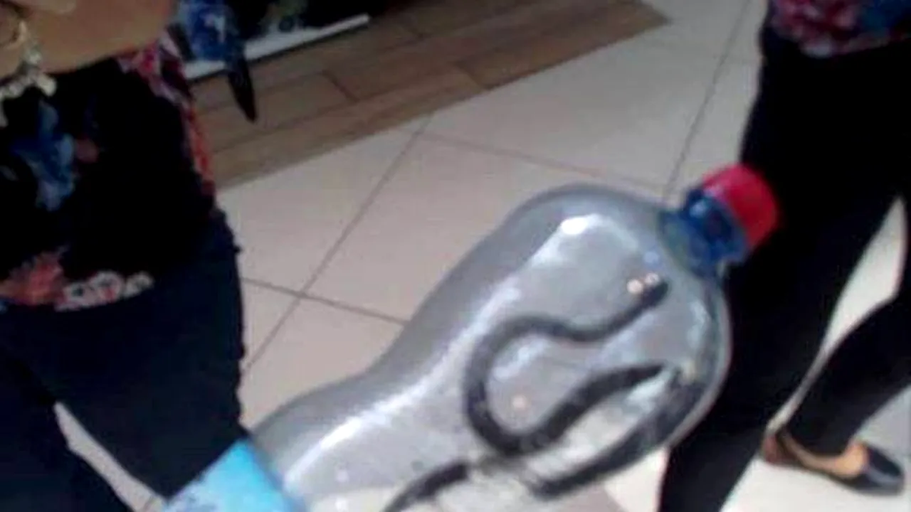 Panică în mall-ul din Târgu-Jiu: Un șarpe a fost descoperit de clienți - FOTO