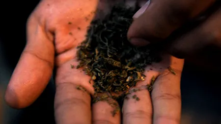 A apărut o țigară LETALĂ din etnobotanice. Avertismentul unuia dintre cei mai cunoscuți doctori din România