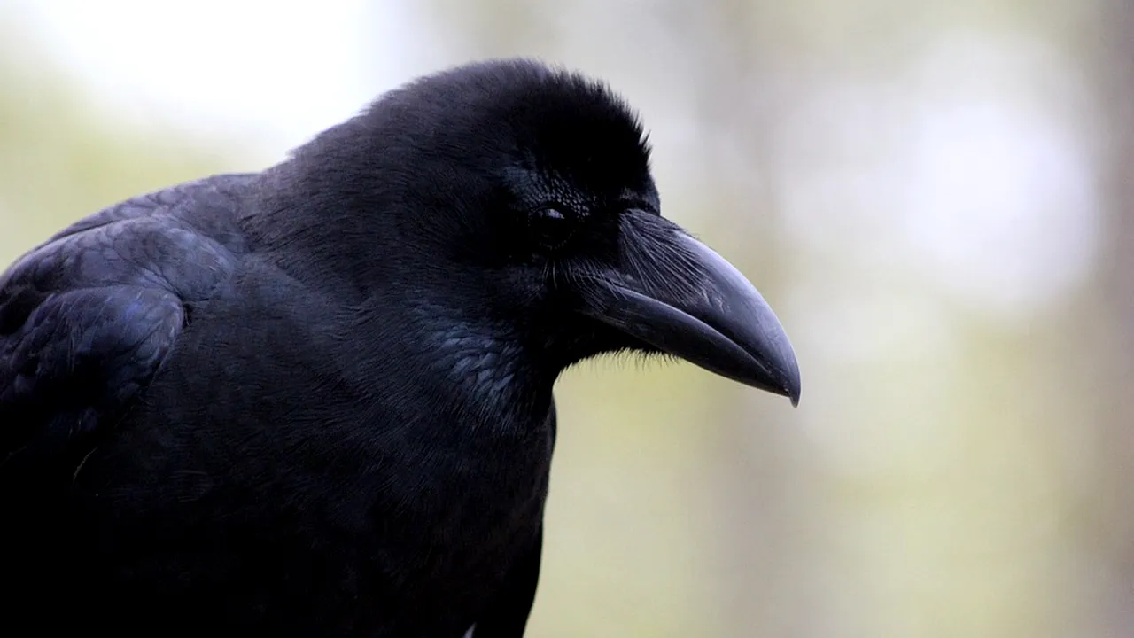 O cioară din Japonia a furat un card de credit pentru a-și cumpăra bilet de tren