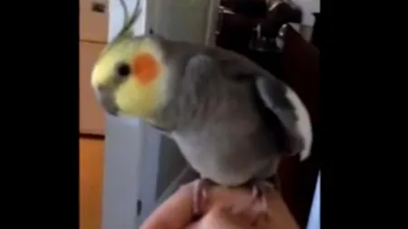 Papagalul care cântă dubstep, vedetă pe YouTube. VIDEO