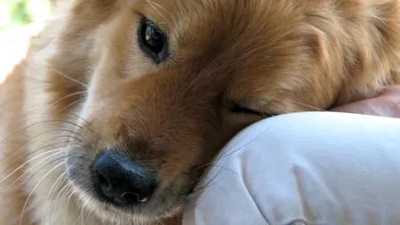 Animalele care SIMT atunci când oamenii suferă de boli grave