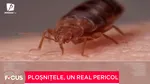 Ploșnițele, un real pericol. Ce spun medicii