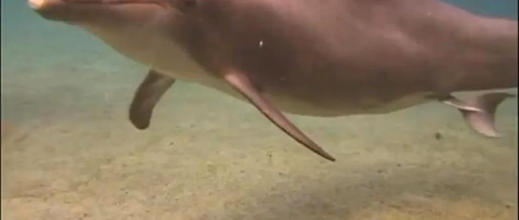 VIDEO. Eveniment emoționant într-un delfinariu din Hawaii