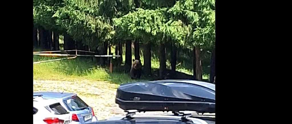 Un urs a fost văzut pe un traseu din munții Ciucaș / Salvamont: „Este atras de gunoaiele lăsate în pas și NU ARE FRICĂ de om”