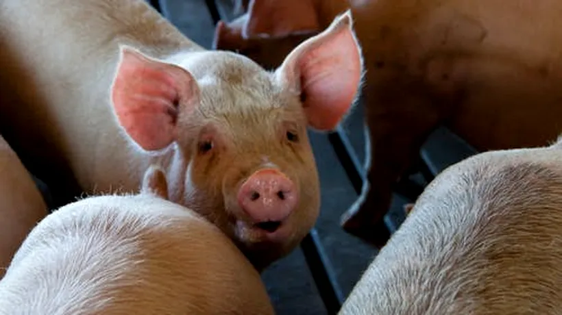 Focar de pestă porcină africană în județul Ialomița. Peste 1.000 de animale au fost ucise