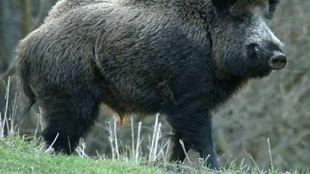 O femeie din Giurgiu a ajuns la spital, după ce a fost atacată de un porc mistreț