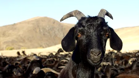 Cum a ajuns o capră să fie arestată