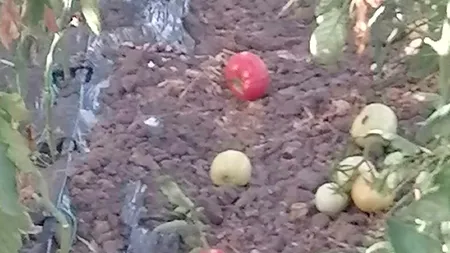 Fermierii români sunt DISPERAȚI: „Roşia noastră a ajuns de râs. Nu avem cum să le dăm. Importurile vin masiv”