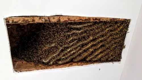 IMPRESIONANT. Un bărbat a descoperit că avea 100.000 de albine în tavanul casei