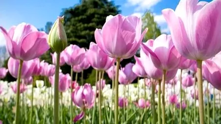 MESAJE DE FLORII. Cele mai inspirate URĂRI DE FLORII de trimis prin SMS