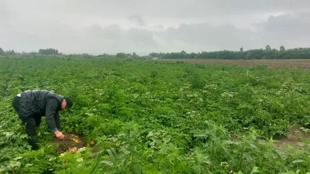 LOVITURĂ pentru agricultorii din Dolj. Tone de cartofi, abandonate pe câmp: 