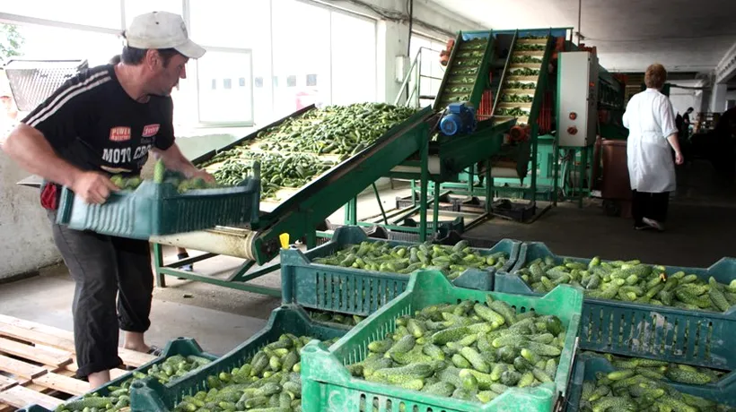 AJOFM Vaslui caută 90 de persoane care să lucreze în agricultură în Danemarca. Salariile, între 1.260 și 1.380 euro lunar