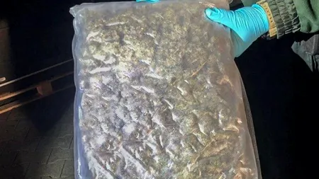 Droguri CAMUFLATE printre piersici și pepeni. ROMÂNI implicați într-o rețea internațională de traficanți de CANABIS