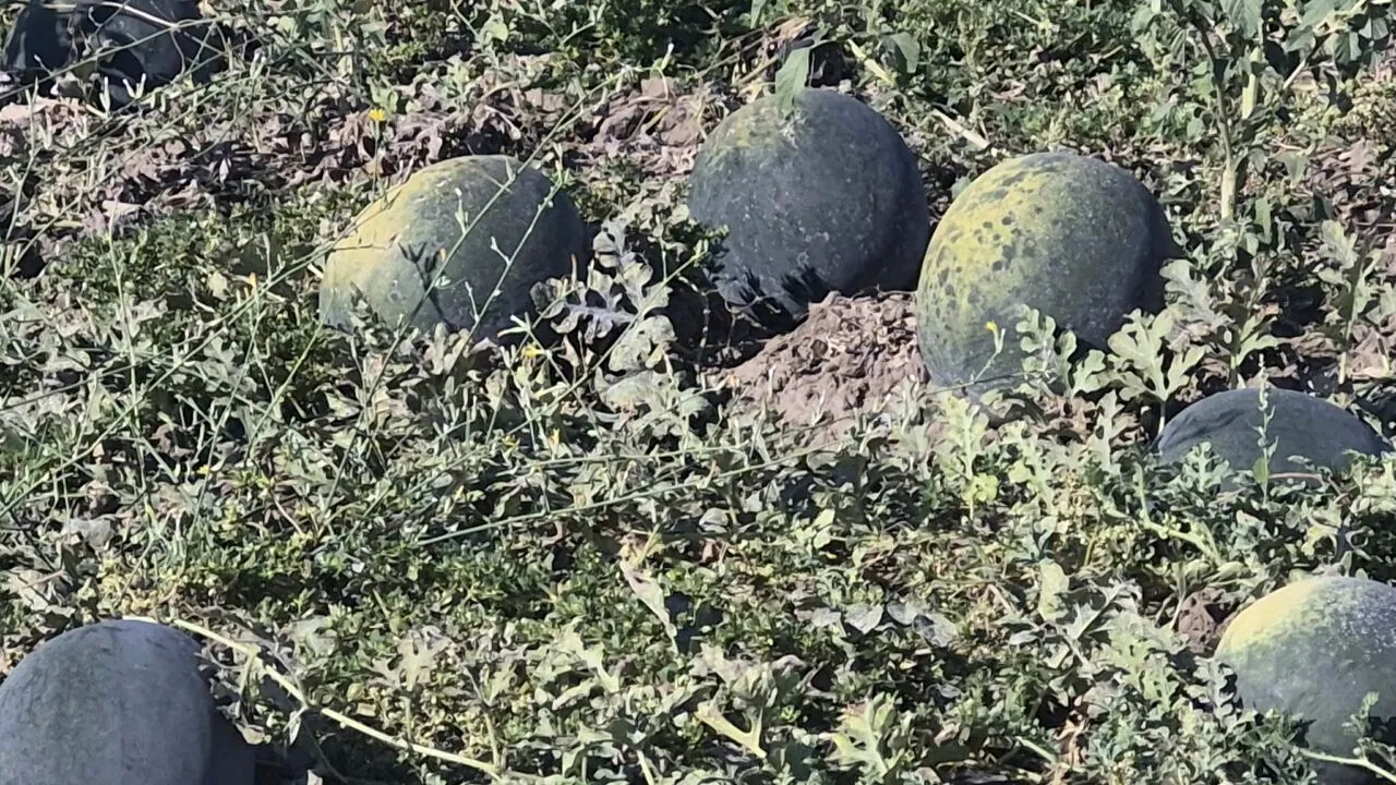 Pepenii de Dăbuleni, preferați și toamna. Cum încearcă agricultorii să-și scoată investițiile pe ultima sută de metri