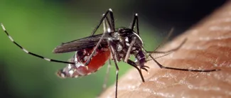 Virusul West Nile face ravagii. Încă o persoană din Suceavă și-a pierdut viața